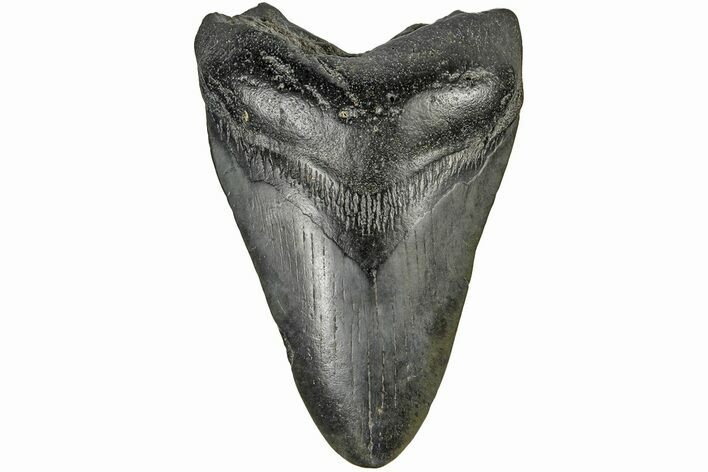 Bargain, Fossil Megalodon Tooth - South Carolina #165411
